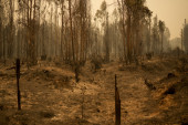 Besni šumski požar u Čileu, vatrena stihija se širi ka kućama: Poginule 24 osobe