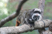 Serija misterioznih incidenata u zoo-vrtu: Šta stoji iza krađe majmuna i smrti lešinara? (VIDEO)