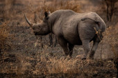 Potražnja za rogovima nosoroga je desetkovana: Krivolov na ove životinje u padu u Južnoj Africi