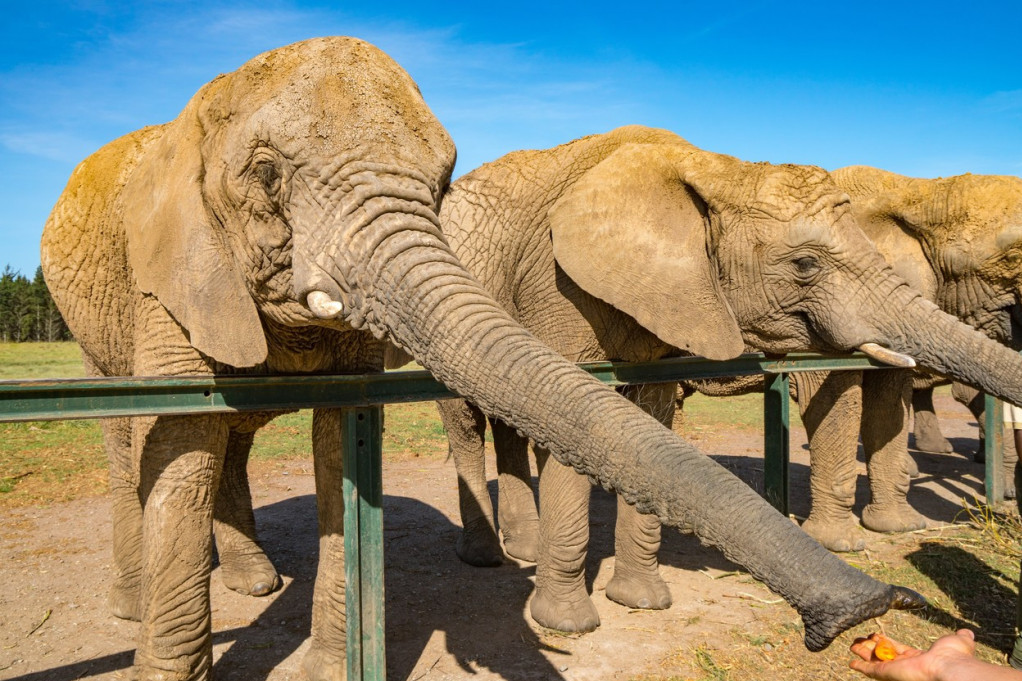 Suša u Zimbabveu ubila najmanje 100 slonova: Na udaru su mlade i bolesne životinje