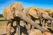 Da li vam večera sa slonovima zvuči kao prijatno gurmansko iskustvo?