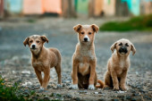 Kako psi predviđaju zemljotres? Da li bi životinje mogle da budu najbolji sistem uzbune?
