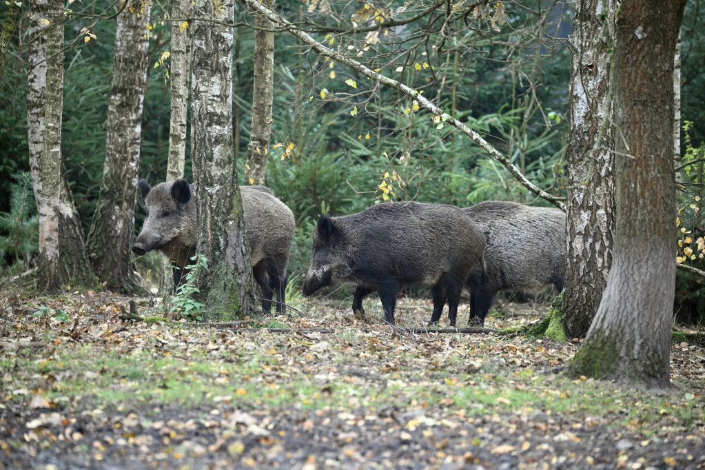 Nemačka potraga za "odbeglom lavicom" otkriva neočekivano: U stvari, reč je o divljoj svinji koja je izazvala masovnu mobilizaciju