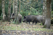 Borča pod najezdom divljih svinja i njihovih mladunaca! Zbog čega ove životinje neretko preplivavaju Dunav (FOTO)