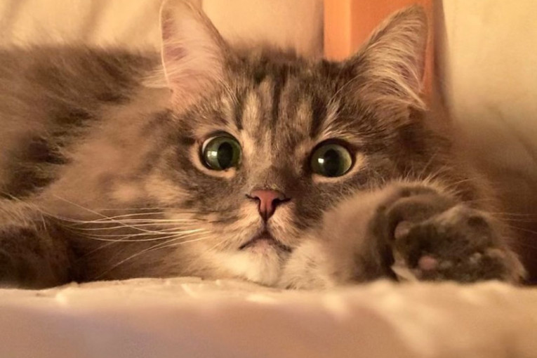 Ovo joj nije prvi put: Crno-bela maca sama sela u voz i stigla do drugog grada