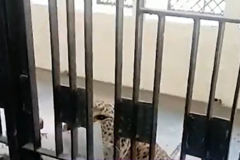 Leopard upao u sud i počeo da napada ljude: Jedva izvukli živu glavu (VIDEO)