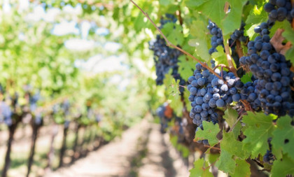 Berba grožđa poranila čak dve nedelje: Suša uzela danak, ali u ovom banatskom vinogradu traži se gajba više