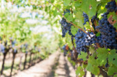 Vest za ponos: Šumadija – vinska regija vredna posete