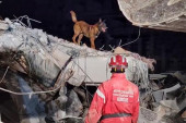 Pas Zigi je heroj bez premca!  Nanjušio da ispod ruševine ima živih, spasao i devojku koja je bila 108 sati zarobljena (FOTO)