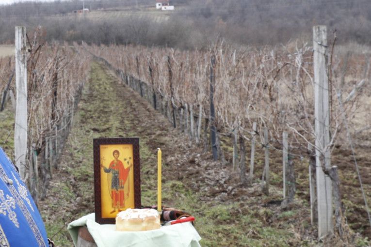 24sedam sa oplenačkim vinogradarima proslavio Svetog Trifuna: "Zaista, vinograd traži slugu, a vino gospodara" (FOTO/VIDEO)