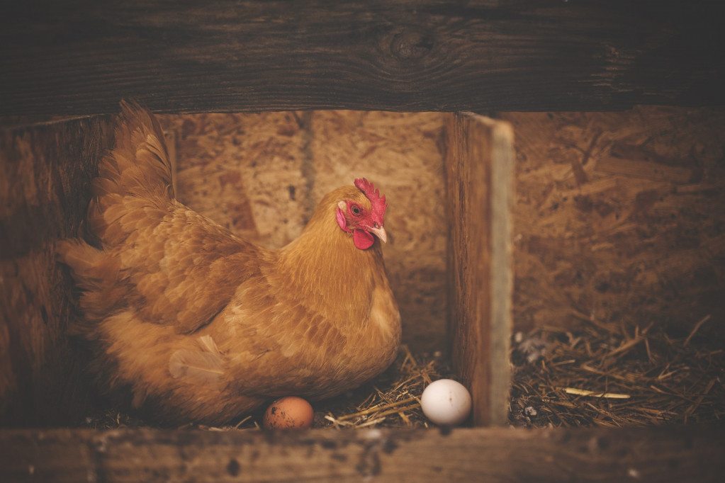 Da li znate šta je starije, kokoška ili jaje?