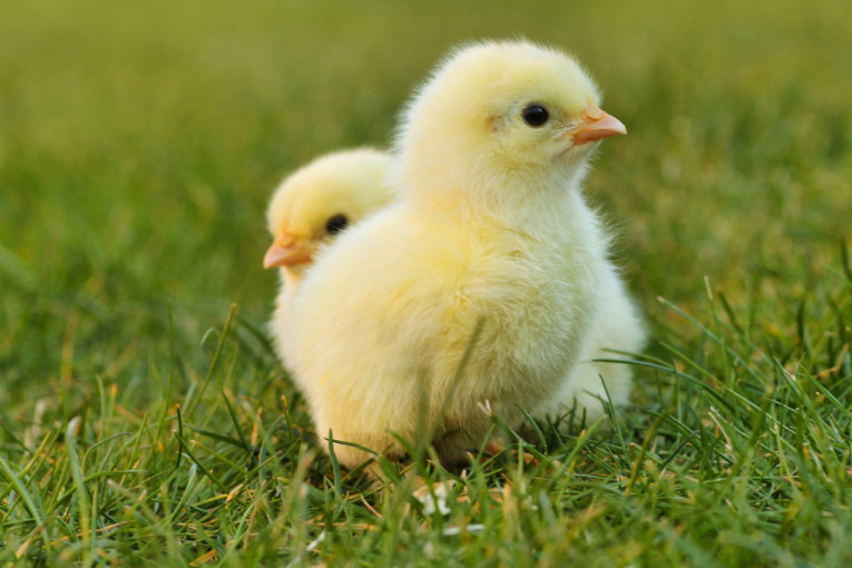 Biotehnološka revolucija na pomolu: Ova tehnologija bi mogla da vrati izumrle vrste