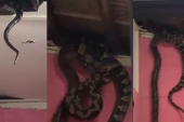 Tri zmije se krile na tavanu kuće: Kad se plafon obrušio, ogromni gmizavci izazvali paniku! (VIDEO)