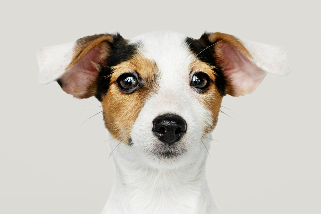 Reakcija psa na glas vlasnice