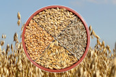 Istekla zabrana uvoza žitarica: Evropski seljaci kipte od besa zbog Zelenskog - ukrajinsko zrno pravi razdor u EU