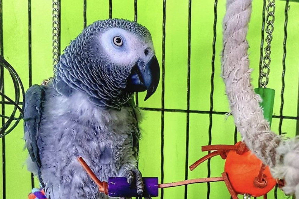 Kako izgleda kad papagaj iz sveg glasa zapeva "Tri metera somota"? Ovako! Raspevani Peka je spreman za svetsku scenu (VIDEO)