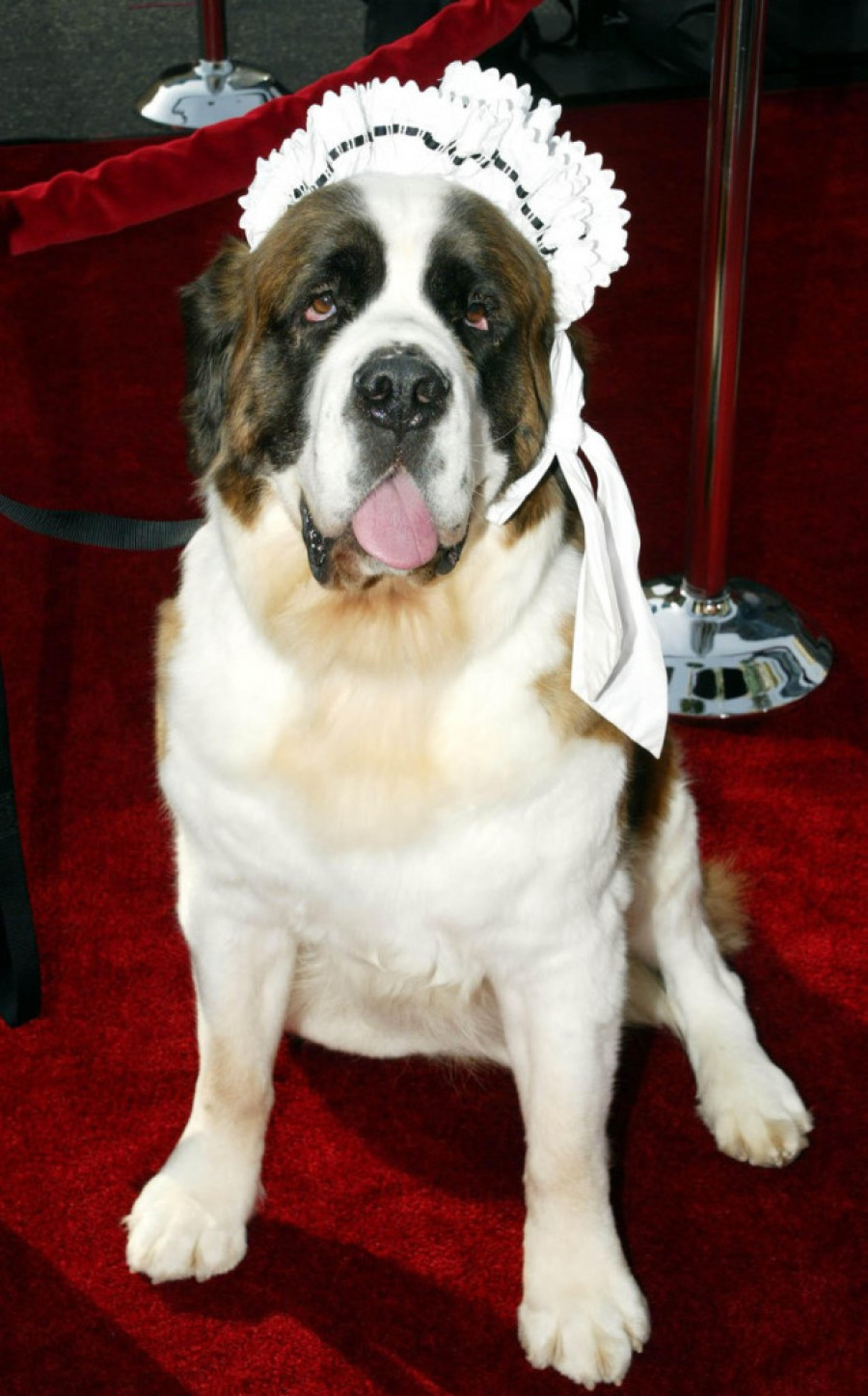 Verni prijatelji koji su nam osvojili srca: Čuveni psi u knjigama i filmovima (FOTO)