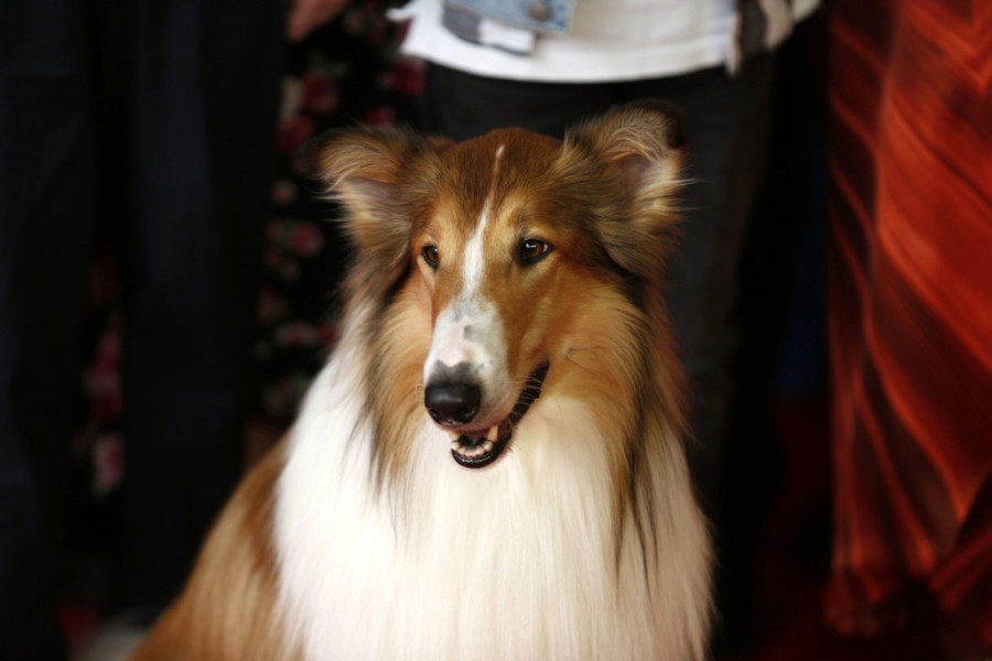 Verni prijatelji koji su nam osvojili srca: Čuveni psi u knjigama i filmovima (FOTO)