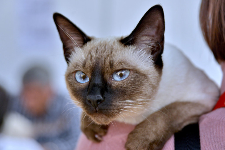 Koji ljubimac vam odgovara na osnovu vašeg horoskopa: Kome prija zec, a kome paše ribica