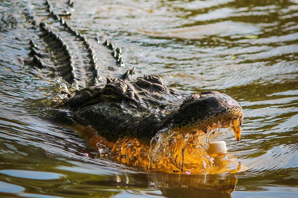 Lovci uhvatili aligatora teškog 363 kg u Misisipiju: Borba je trajala 7 sati, kada su ga izvukli - šokirali se