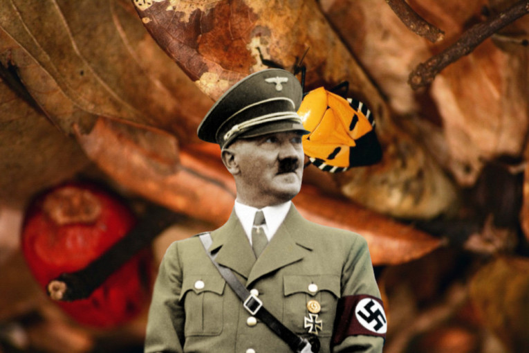 Zbog upečatljive šare na leđima, insekt dobio ime po Adolfu Hitleru: Da li i vi vidite sličnost?