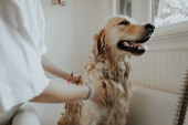 Ne mora da bude mučenje: Saveti za sigurno i udobno kupanje psa kod kuće