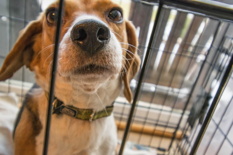 Zvuči čudno: Trener pasa otkriva kako kavez pomaže psima čak i kad odrastu