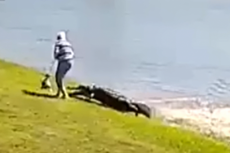 Objavljen snimak napada aligatora: Na trenutak je skrenula pogled sa jezera, a onda ju je ščepao i odvukao u vodu (VIDEO)