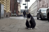 Kako je jedan debeli mačor postao najbolje ocenjena turistička atrakcija grada?