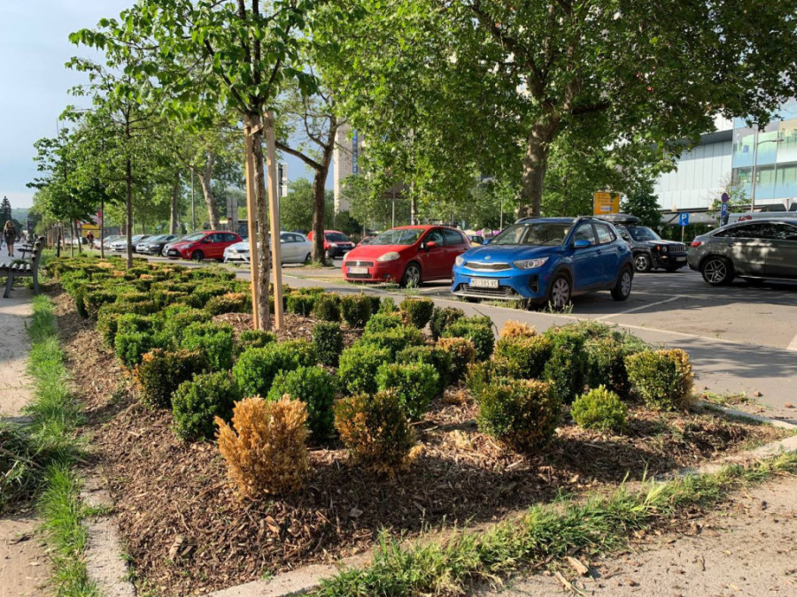 Evo zašto Srpska Atina zaslužuje još jednu laskavu titulu: Novi cilj Grada Zelena prestonica Evrope (FOTO)
