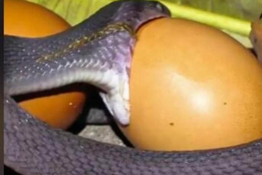 Zmija snimljena kako guta jaje: Pojela ga za tren oka - mnogi sumnjali u njene sposobnosti! (VIDEO)
