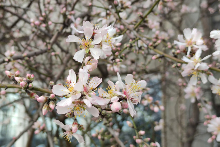 Čudo usred zime! Procvetala kajsija na Novom Beogradu: Pogledajte zbog čega je došlo do ranog cvetanje ove voćke! (FOTO)