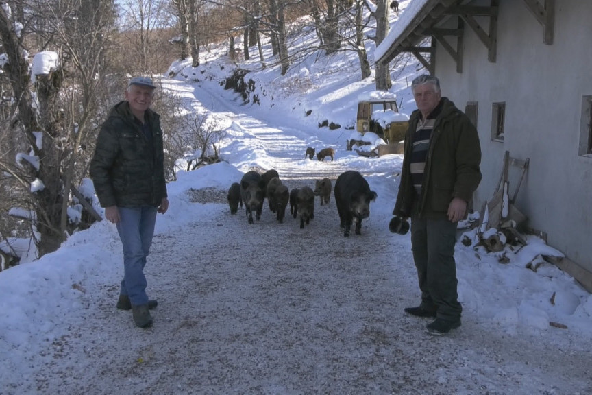 Vepar Bedžo ima više od 200 kilograma, a preko zime je u njegovom pansionu: Todor sa Murtenice pripitomio krdo divljih svinja (FOTO)