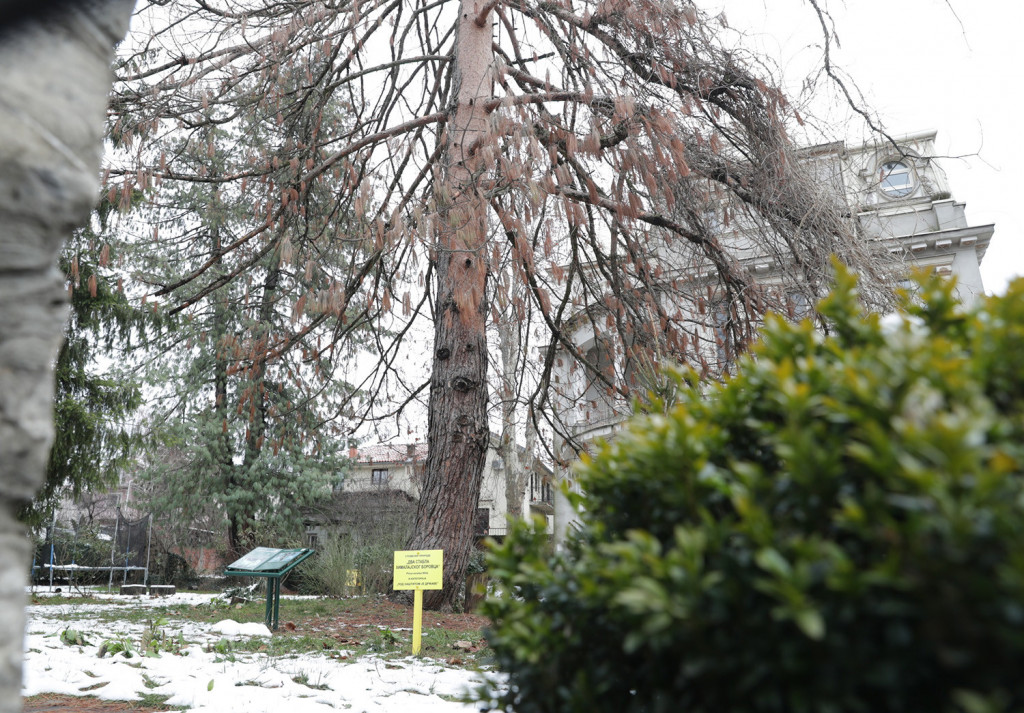 Dva stabla na Savskom vencu izgubila su zaštitu: Nalaze se u dvorištu potomaka slavnog naučnika, a evo zbog čega ih se Grad "odrekao"