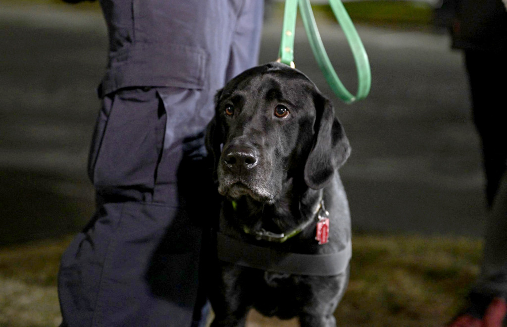 Bura oko poreza na pse! Jedni kažu da iza svega stoje skriveni interesi "zaštitara", drugi da sve treba ispitati! A šta vi mislite? (ANKETA)
