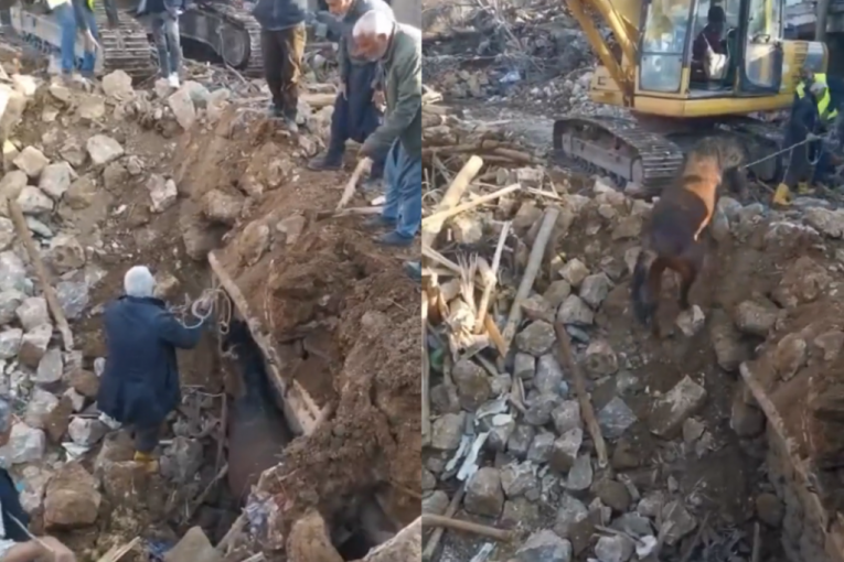 Preživeo 21 dan pod blokovima: Iz ruševina u Turskoj izvučen konj tri nedelje posle zemljotresa (VIDEO)