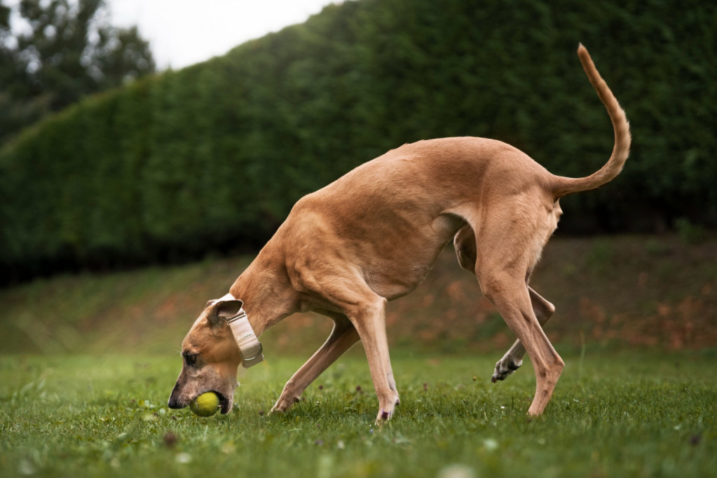 Jedni su kreativniji, drugi ambiciozniji: Evo šta izbor psa ili mačke govori o karakteru čoveka