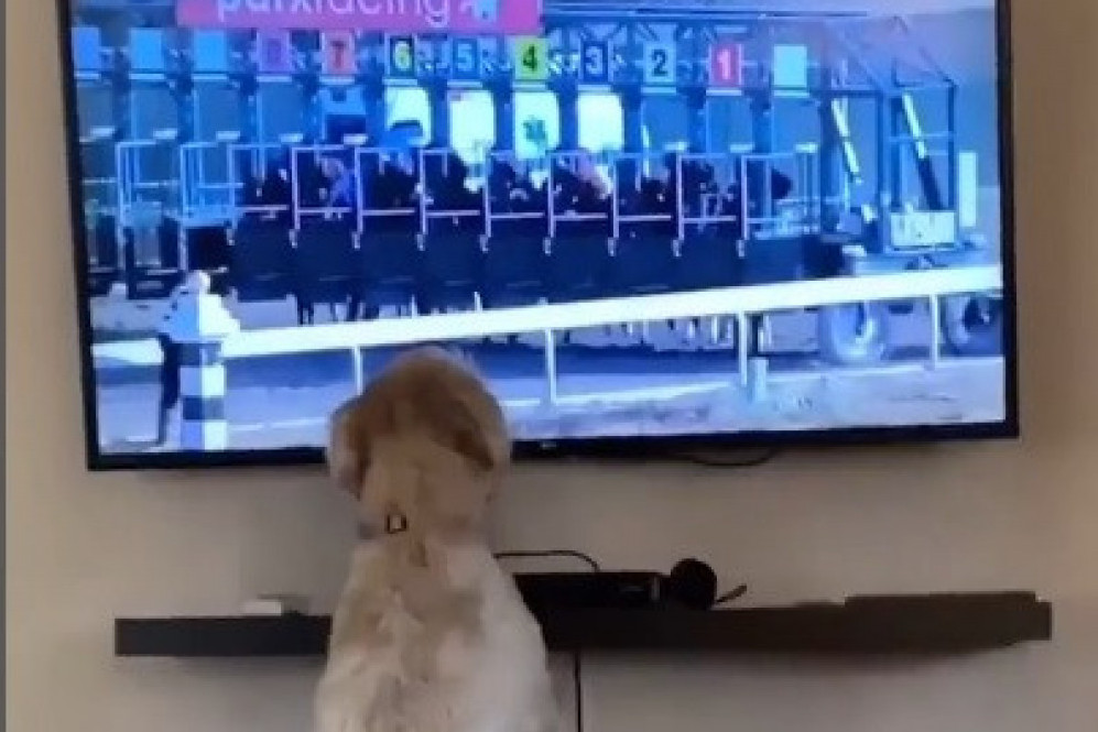 Da li ste videli psa koji voli da gleda konjske trke? Evo jednog (VIDEO)