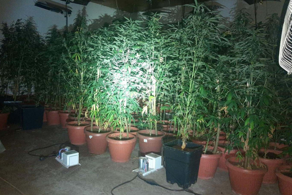 Laboratorija droge otkrivena u Čačku: Uzgajao marihuanu veštačkim putem! (FOTO)