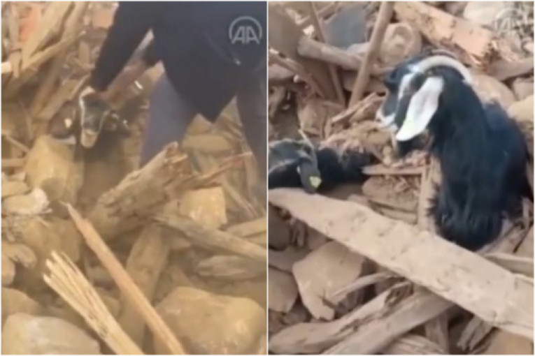 Dve koze izvučene žive iz ruševina u Turskoj posle 27 dana (VIDEO)