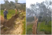 Zemljotres prepolovio i maslinovo drvo, jedan deo nađen 10 metara dalje: Čudni prizori iz Turske (VIDEO)