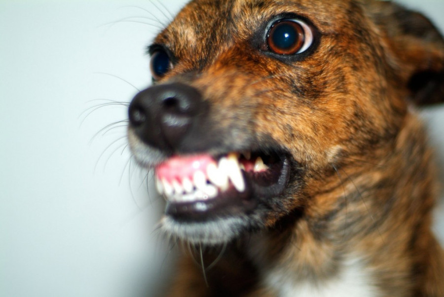 Sitni, ali dinamitni: Evo zašto mali psi laju i grizu više od velikih