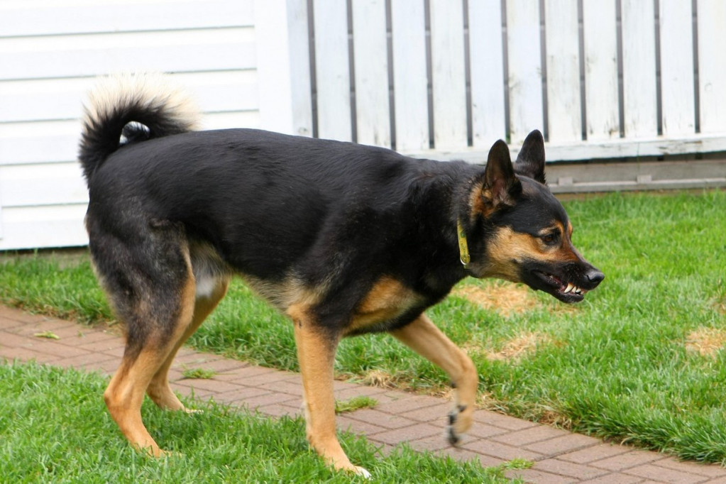 Pas nikad ne napada bez upozorenja: Evo znakova koje ne smete ignorisati