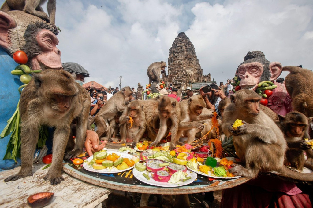 Čajanka sa majmunima: Nesvakidašnji festival majmuna u Tajlandu
