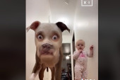 Pas se prepao TikTok filtera na licu, reakcija njega i bebe je neprocenjiva (VIDEO)