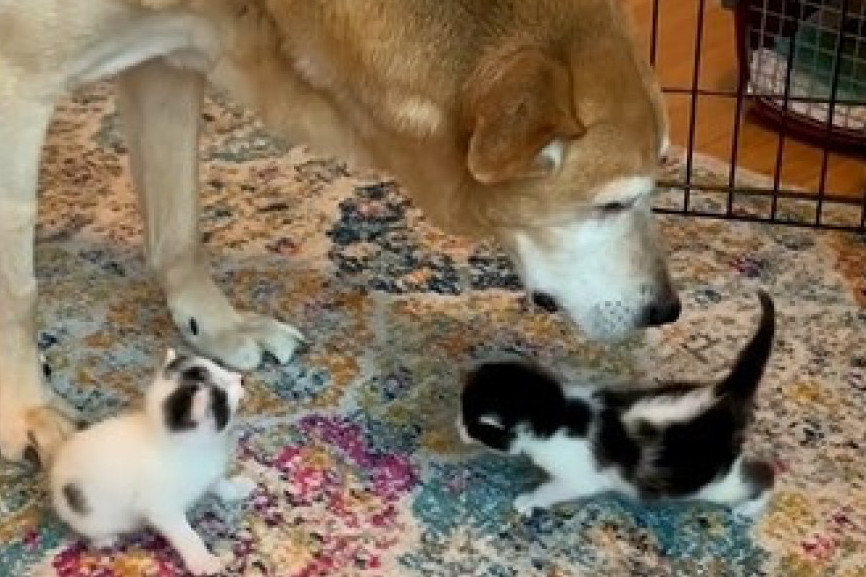 Pas je srećan jedino kad su u njegovom domu mačići, pogledajte kakav je on ćale (VIDEO)