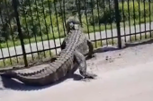 „To je Godzila!" Aligator polomio metalnu ogradu da bi se probio kroz nju, korisnici društvenih mreža fascinirani njegovom snagom (VIDEO)