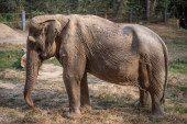 Jahanje slonova ipak nije tako zabavno: Ovako izgleda deformisana slonica posle 25 godina nošenja turista (FOTO)