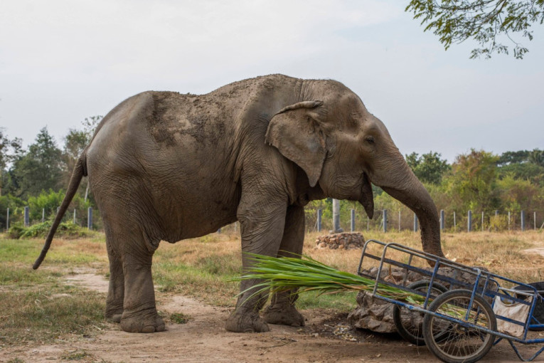 Gladni slon upao u restoran u potrazi za hranom: Poznati „noćni gost“ ponovo napravio haos (VIDEO)