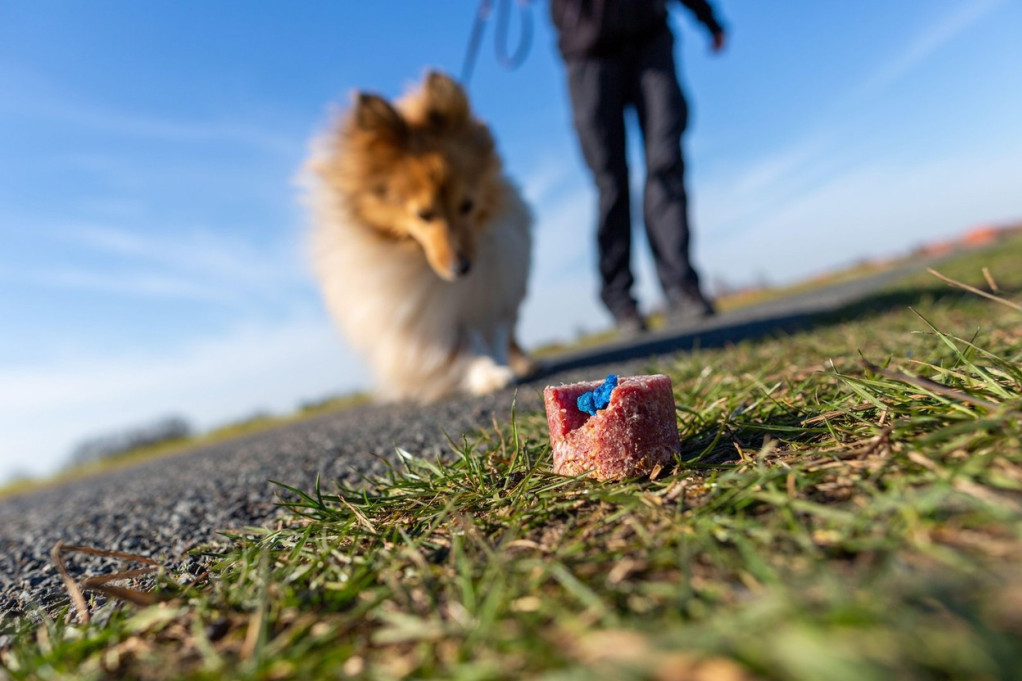 Viršlama i svinjskim papcima truju pse! Monstrumi ubijaju životinje širom Beograda, vlasnici u strahu za svoje kućne ljubimce